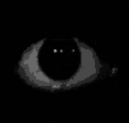 eyes4